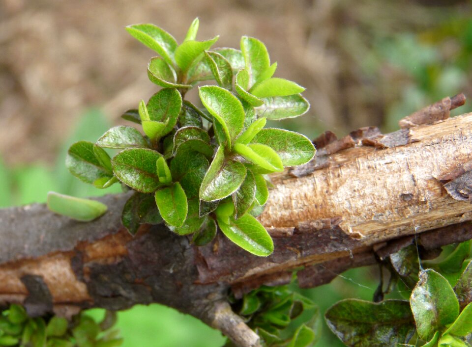 Growth shrub branch
