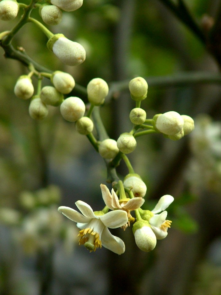 DSC03260 柚子花