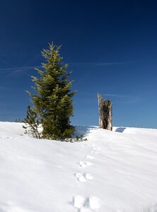 Nature winter dream winter forest photo
