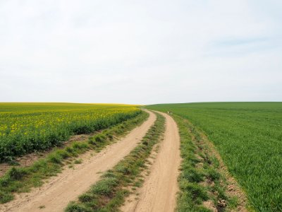 Spring field photo