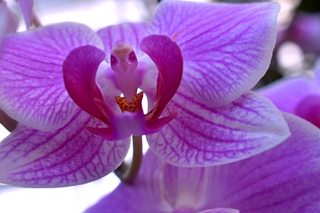 Orquídea silvestre photo