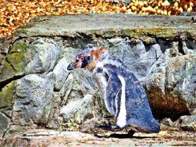 Penguin slow on the walk