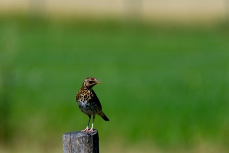 Song thrush photo