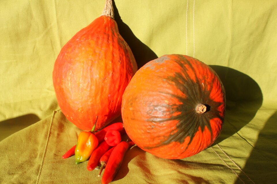 Orange colors nature