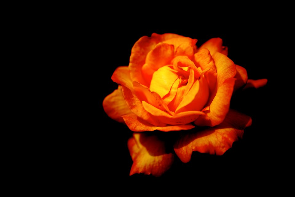 Rose. Condominium garden