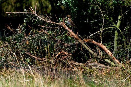 Song thrush in the bushes photo