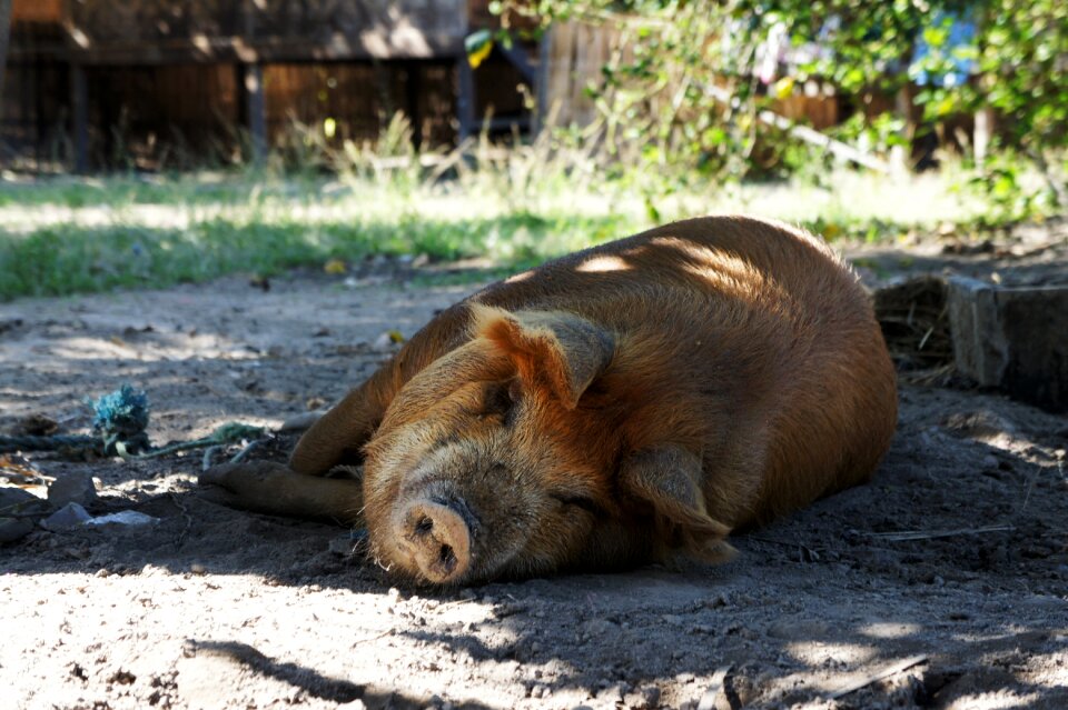 Shadow happy pig farm
