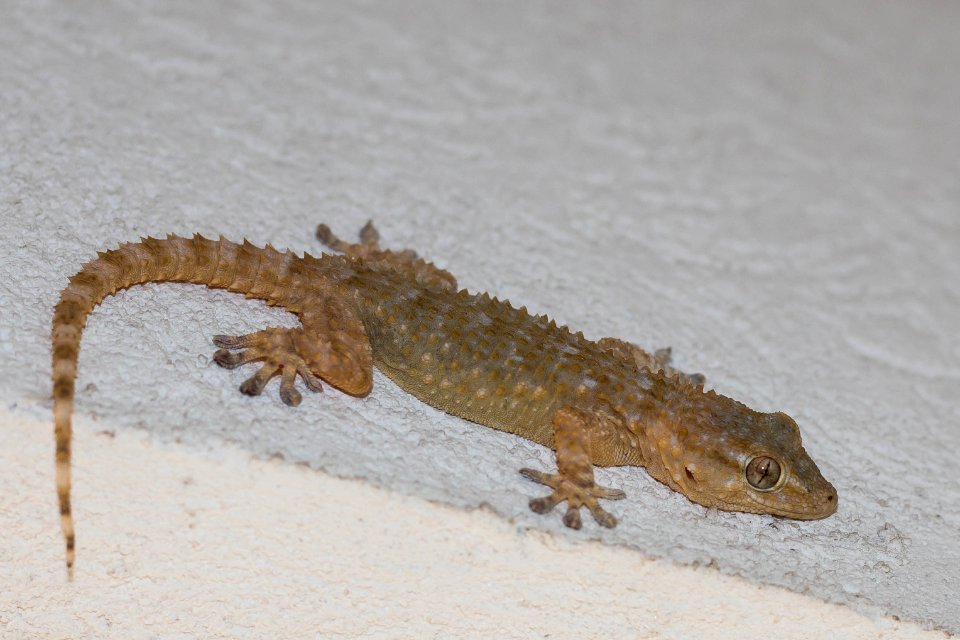 Salamanquesa común - Tarentola mauritanica
