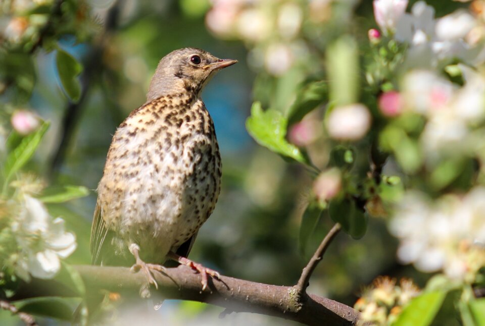 Bird branch closeup photo