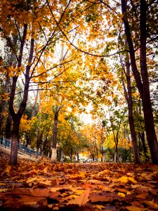 Autumn in Moldova photo