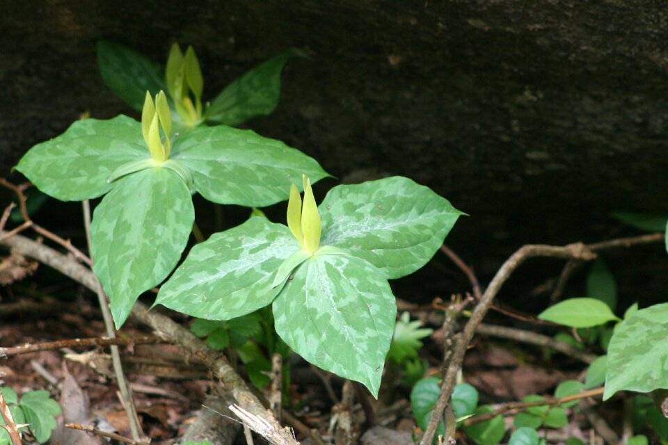 Wild flower plant