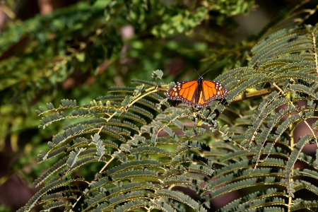 Monarca - Danaus plexippus
