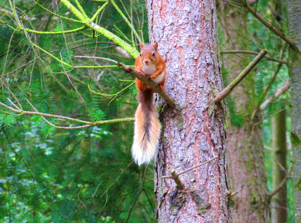 Red Squirrel