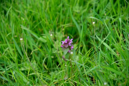 Purple dead nettle