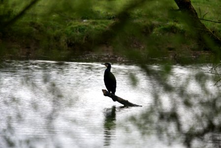 Great Cormorant photo