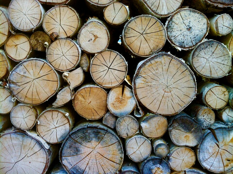 Forest nature holzstapel