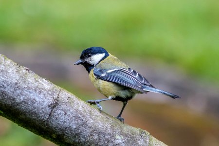 Carbonero común - parus major