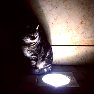 Cat Night and Light photo