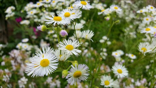 Nature white blossom daisy