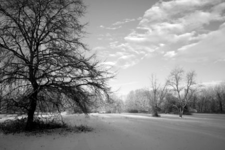 Winter in the park. Best viewed large.