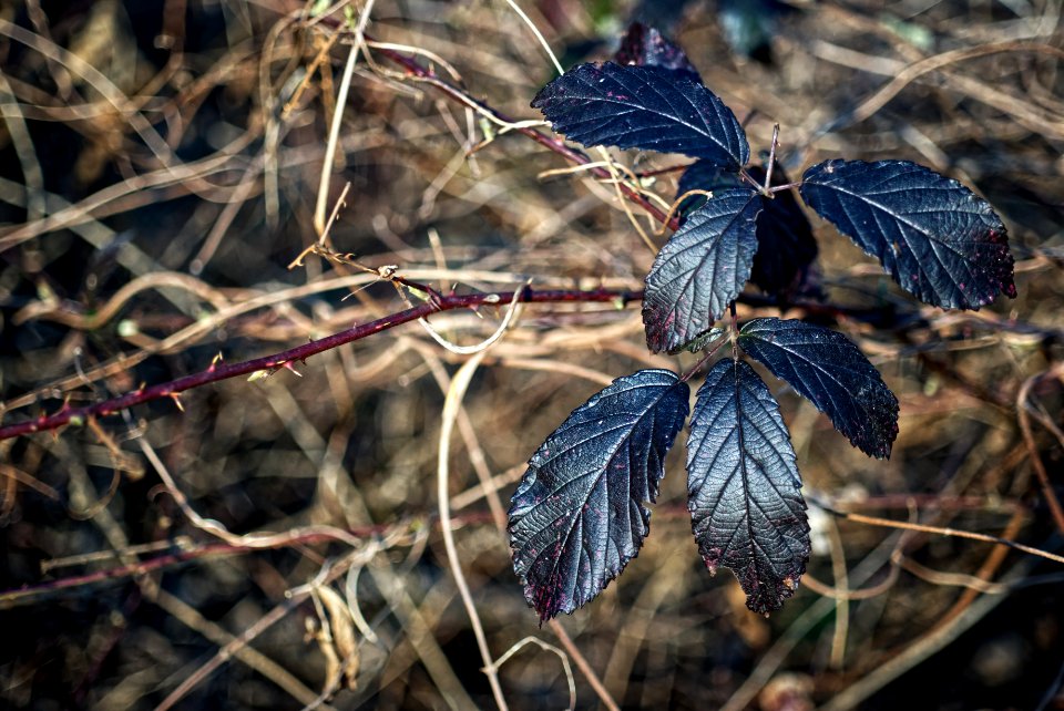 Past season foliage