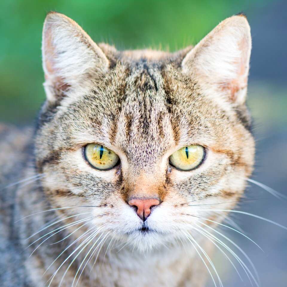 Eyes head view