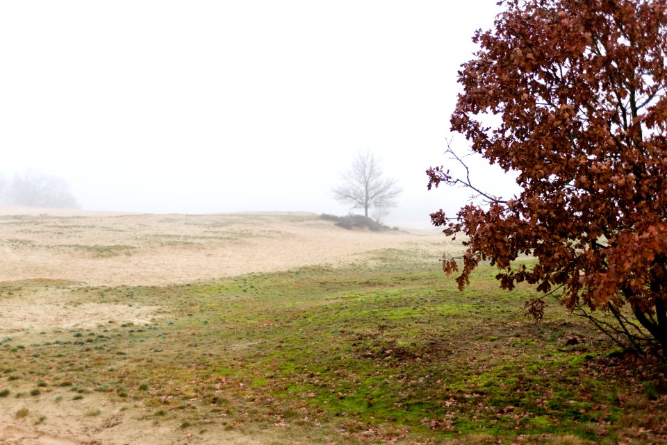 Kootwijkerzand in fog