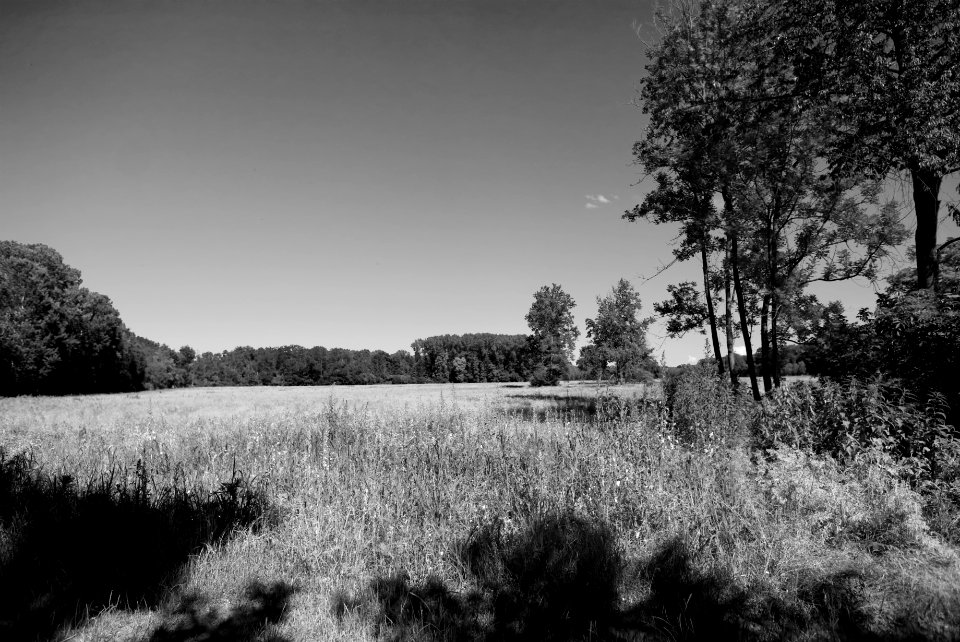 In the park. Much better viewed large. photo