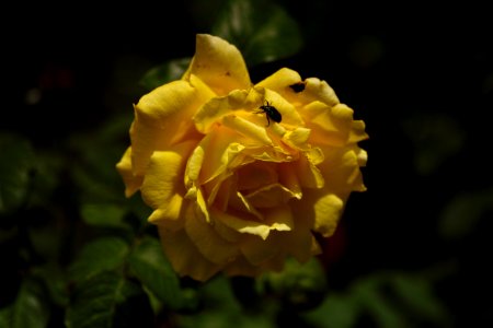 Rose garden. photo