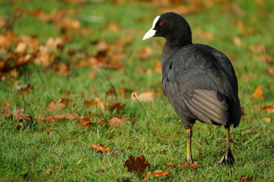 Park animal nature