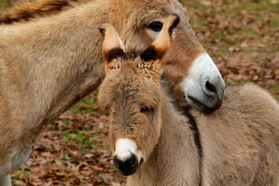 Domestic farm brown