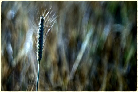 The wheat days. photo