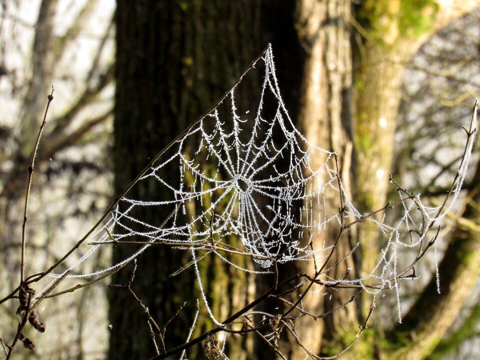 Frost cold hoarfrost