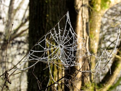 Frost cold hoarfrost