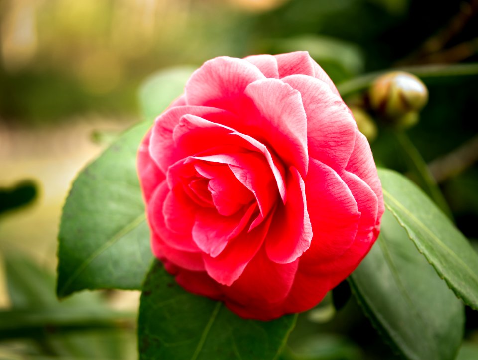 Afternoon in the garden. Camelia Japonica.
