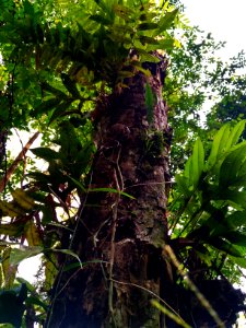 DevtitaArt Papua