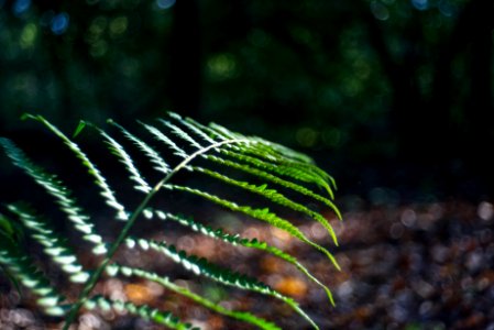 Fern.