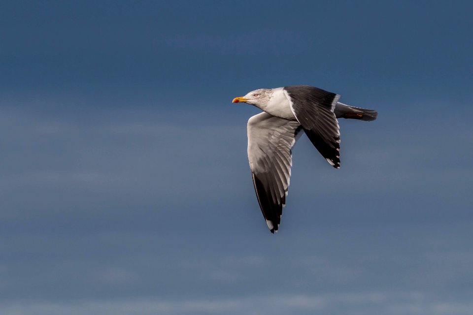 Larus fuscus