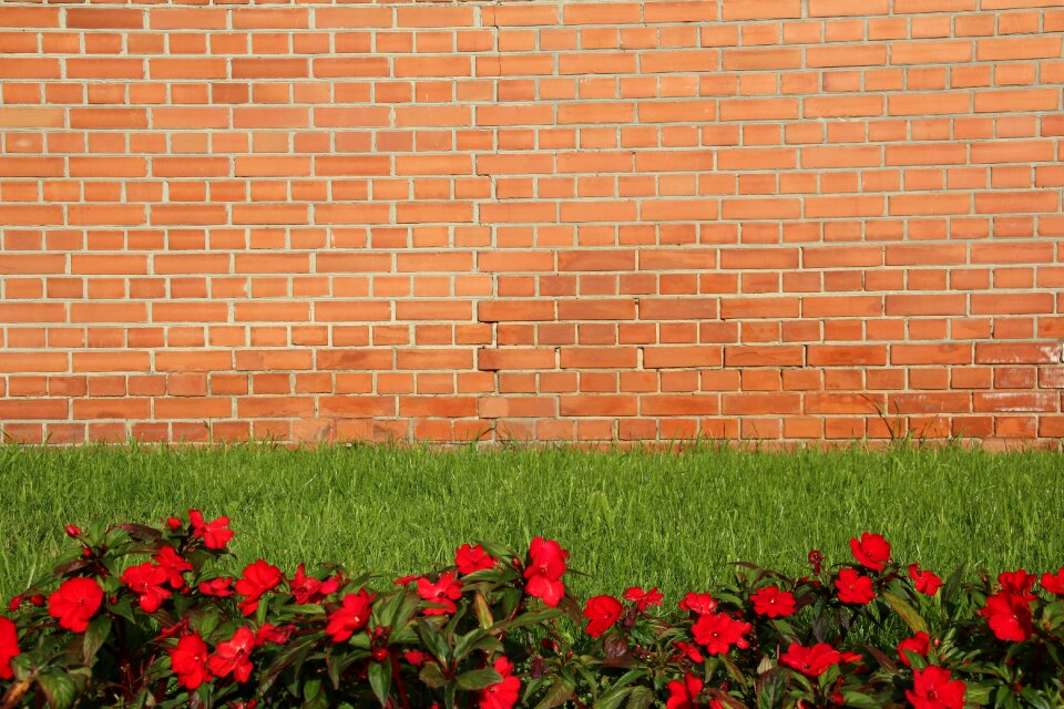 Wall meadow flowers