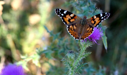 Nature wings coloring