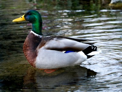 Duck. photo