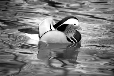 Mandarina duck. Best viewed large. photo