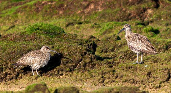 Numenius phaeopus