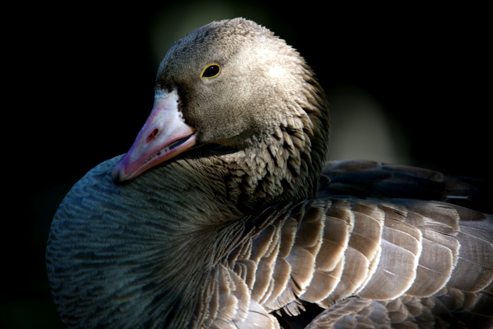 Goose. Best viewed large.