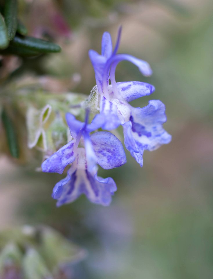 La flor del romero foto I
