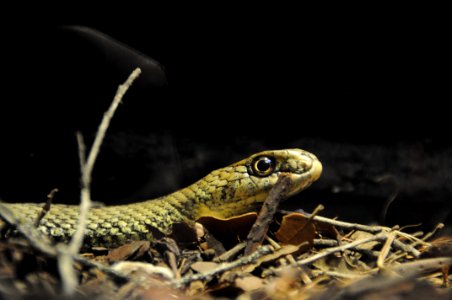 Serpiente