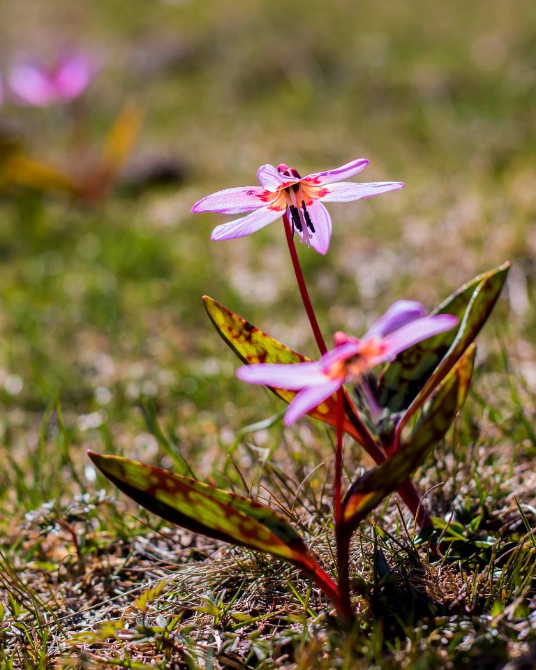 Erythronium dens-canis - Diente de perro