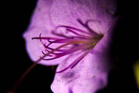 Purple delicate flower plant photo