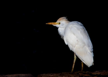 Garcilla bueyera - Bubulcus ibis