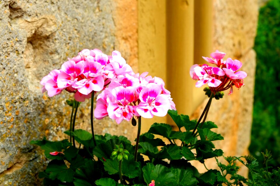 Summer flower summer plant blossom